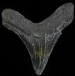 Serrated, Juvenile Megalodon Tooth - South Carolina #49996-1